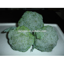 cheap price Export fresh broccoli frozen transportation green natural vegatable